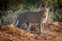 Levhart skvrnity - Panthera pardus - Leopard s9824